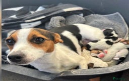 Jack Russell dogs for sale: Beautiful traditional jackrussel Pups - Image 1