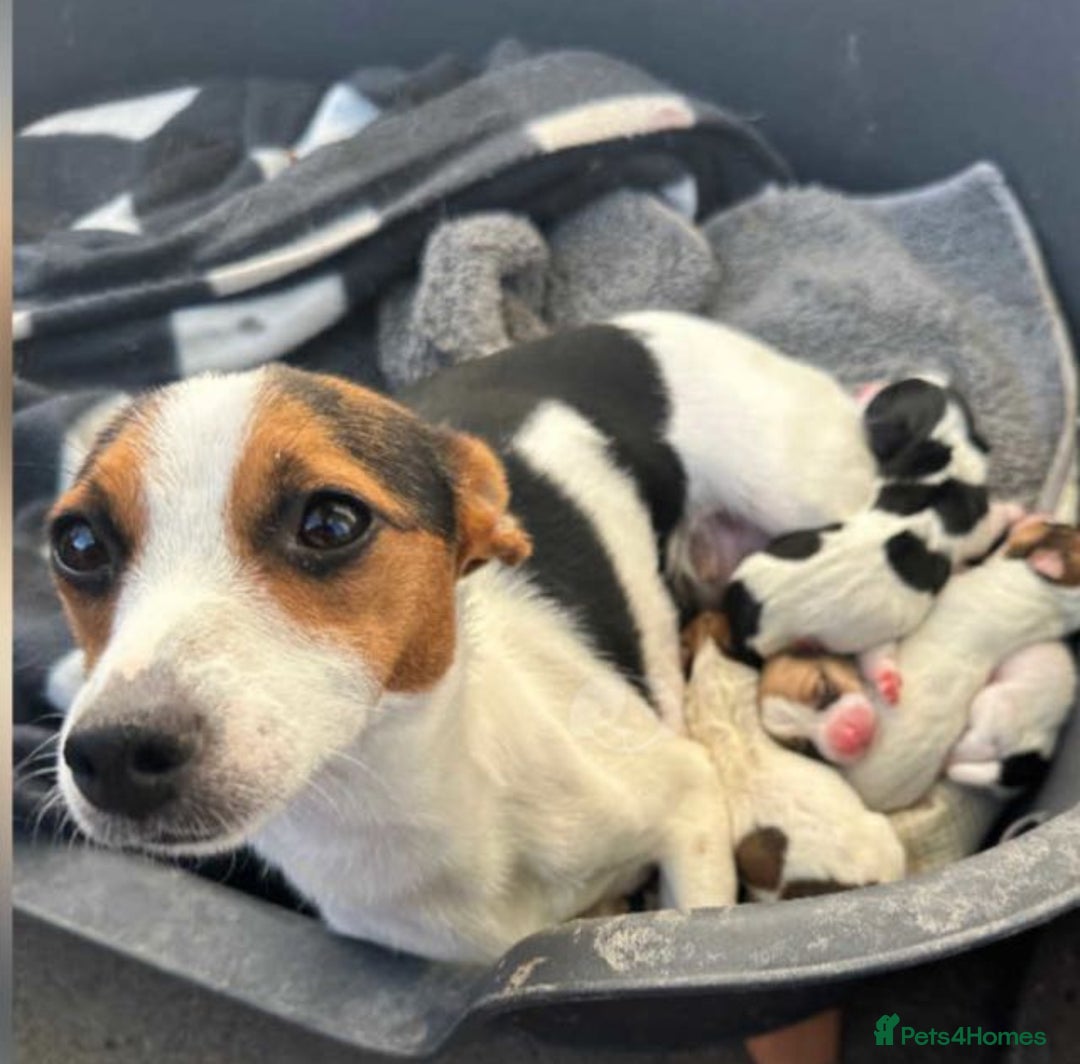 Jack Russell dogs for sale: Beautiful traditional jackrussel Pups - Image 1