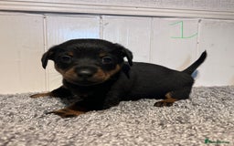 Lancashire Heeler dogs for sale: Lancashire Heelers - Image 9