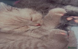British Shorthair cats for sale: British Shorthair Kittens - Image 24