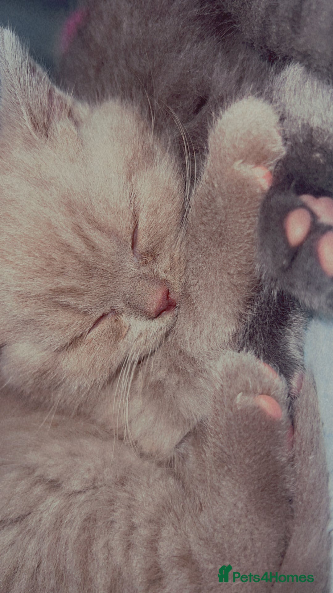 British Shorthair cats for sale: British Shorthair Kittens - Image 24