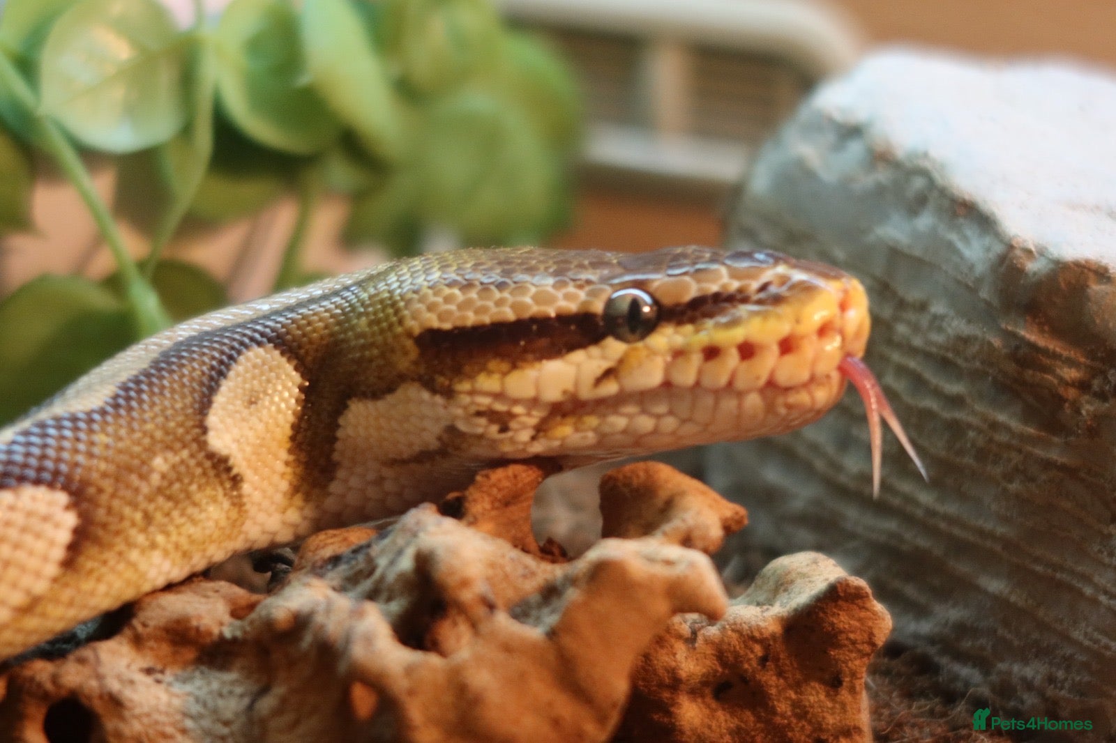 Python Snake reptiles Mojave Ball Royal Python - Advert 3