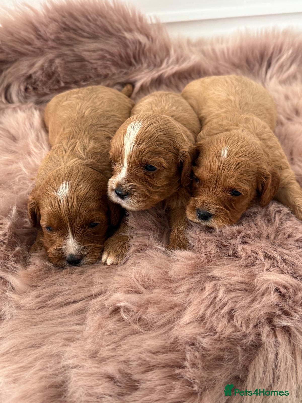 Cavapoo dogs F1 Cavapoo’s From Health Tested Parents 🧬 - Advert 1