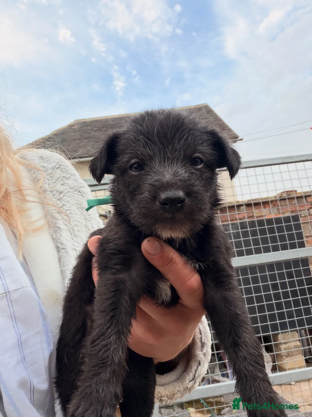 Mixed Breed dogs for sale: Bedlington whippet x lurcher  in Broadway - Advert 2