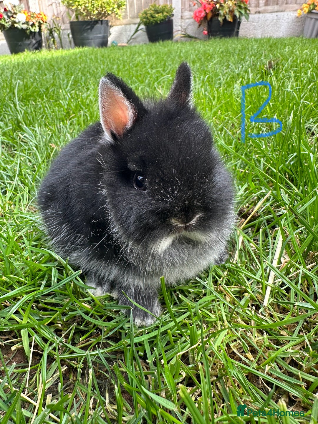 Netherland Dwarf rabbits for sale: Netherland Dwarf Rabbits For Sale  - Image 1