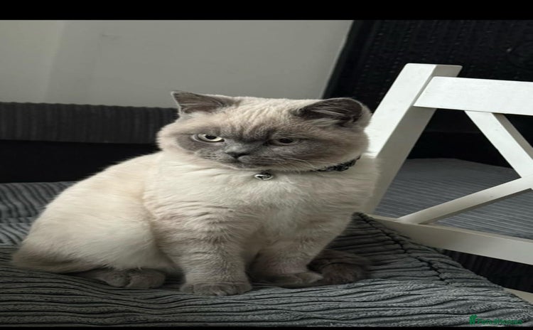 British Shorthair cats - Advert 1