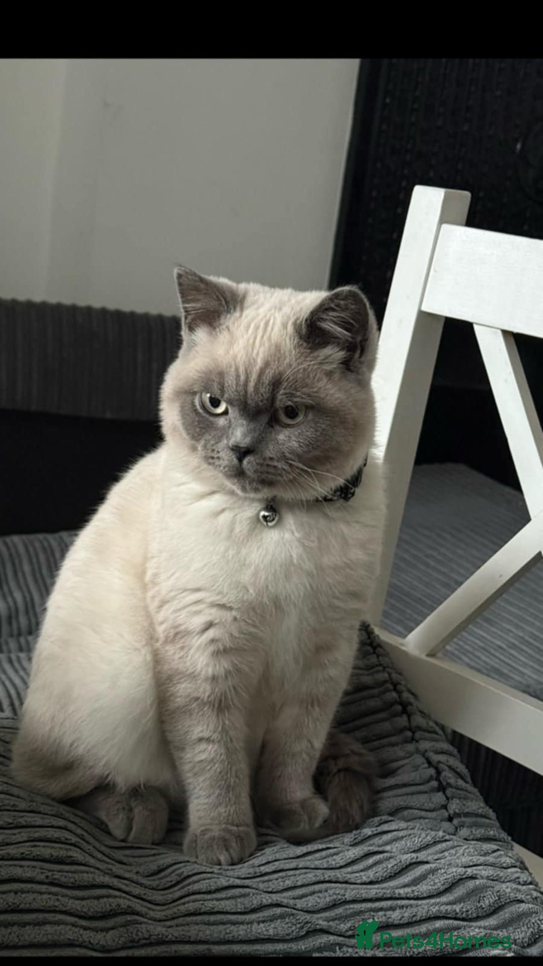 British Shorthair cats for sale: Milo Friendly British Shorthair (11 months) - Image 1