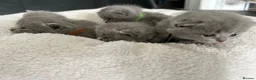British Shorthair cats for sale: Gorgeous British shorthair kittens  - Advert 18