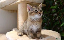 Scottish Fold cats for sale: Ready TICA reg stunning kittens available  - Image 10