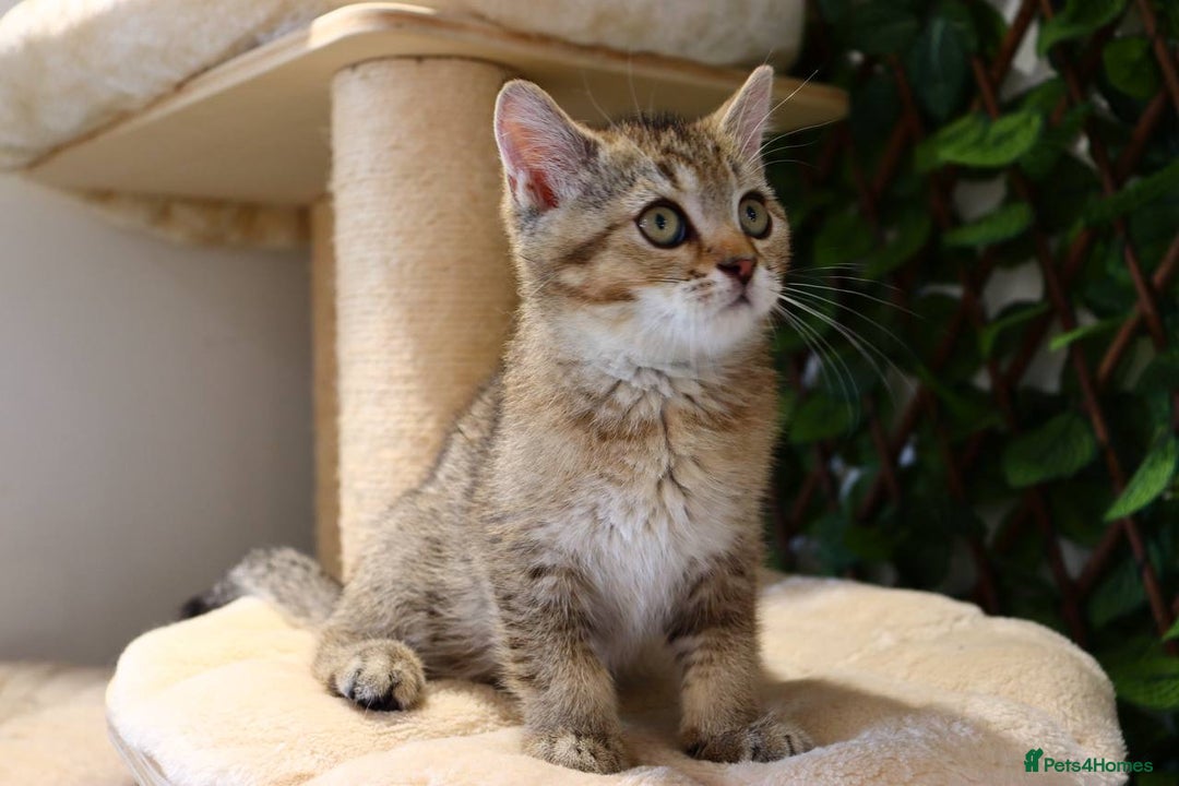 Scottish Fold cats for sale: Ready TICA reg stunning kittens available  - Image 10