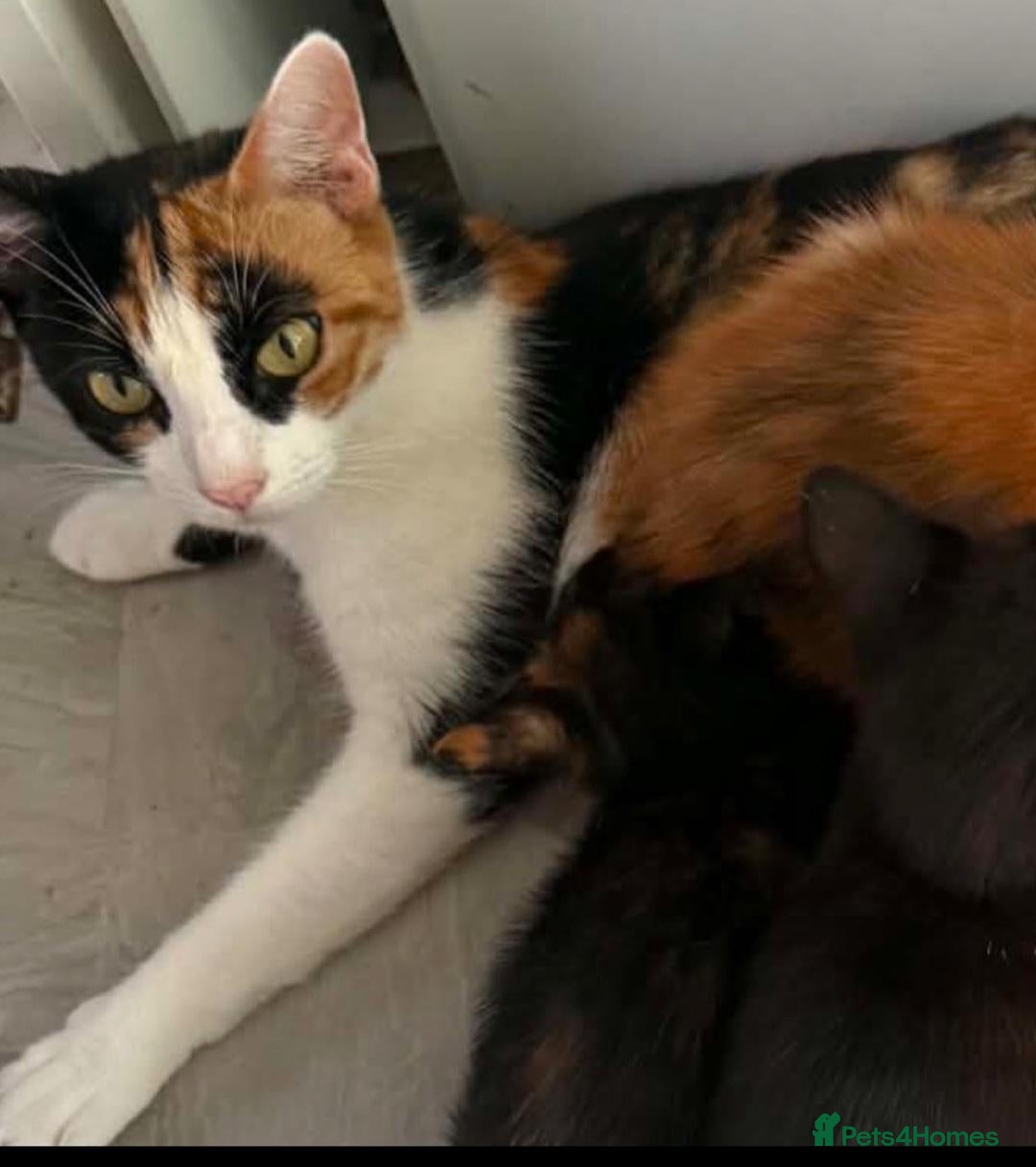 Mixed Breed cats 2 male kittens needing forever homes - Advert 1