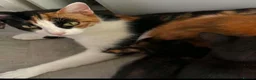 Mixed Breed cats for sale: 2 male kittens needing forever homes in Whitley Bay - Advert 1