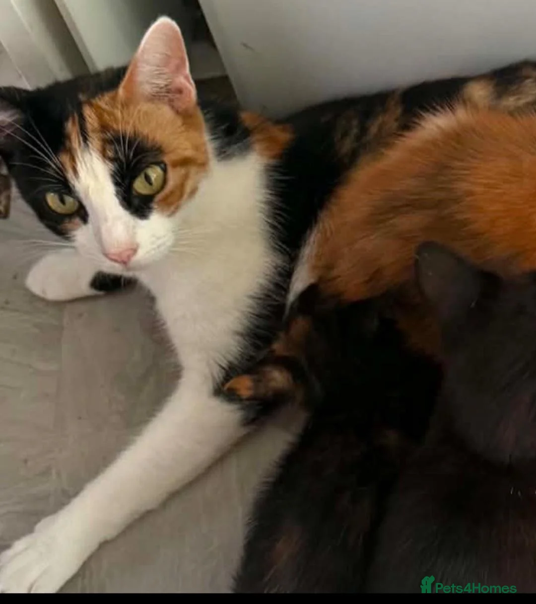 Mixed Breed cats for sale: 2 male kittens needing forever homes in Whitley Bay - Advert 1