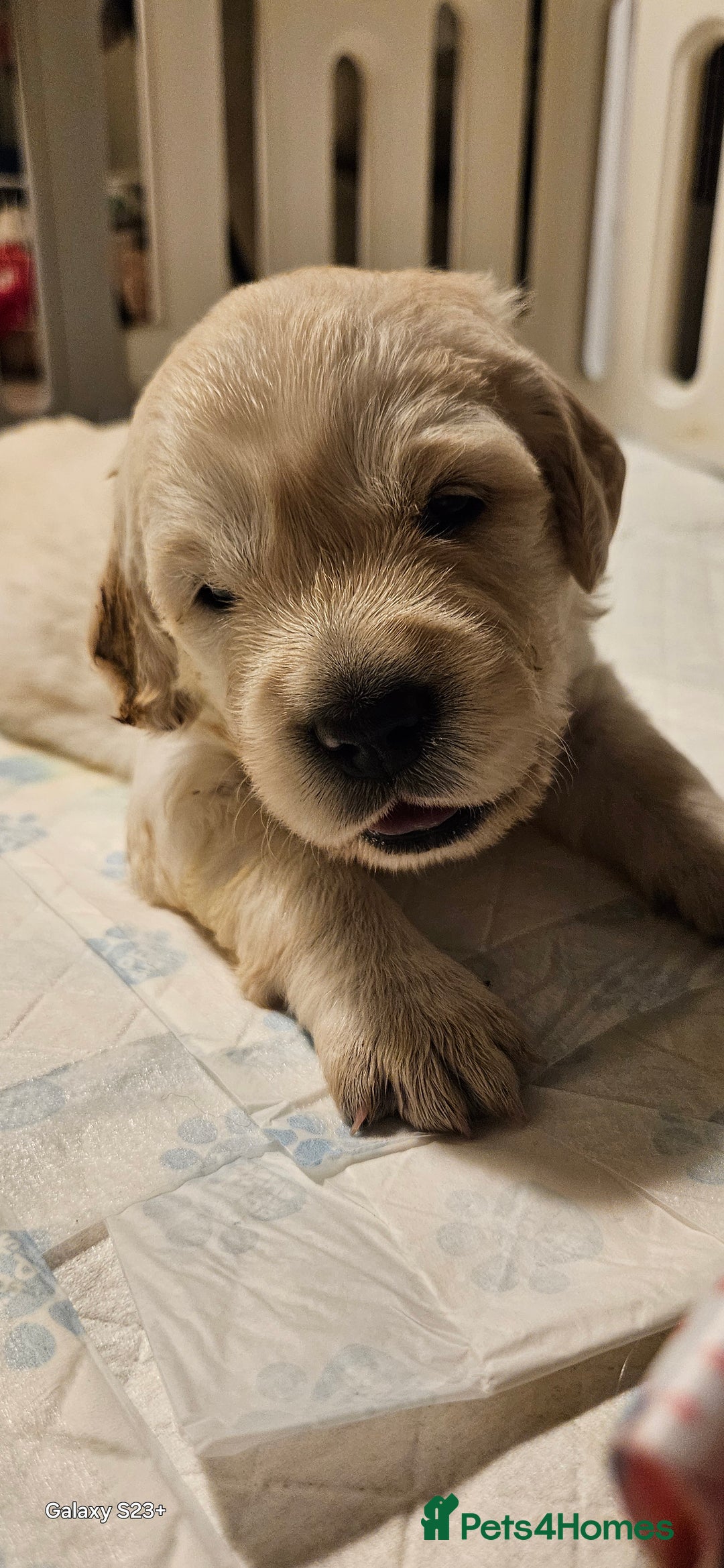 Golden Retriever dogs for sale: Beautiful chunky cream/golden retrievers  - Image 24