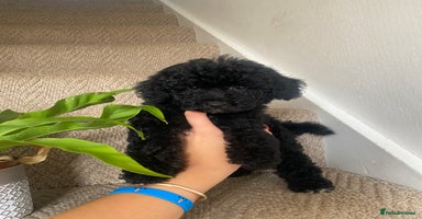 Maltipoo dogs - Advert 5