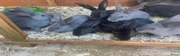 Rex rabbits for sale: Standard Rex rabbits - Advert 2