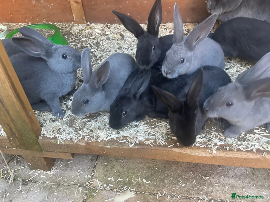 Rex rabbits for sale: Standard Rex rabbits - Advert 2