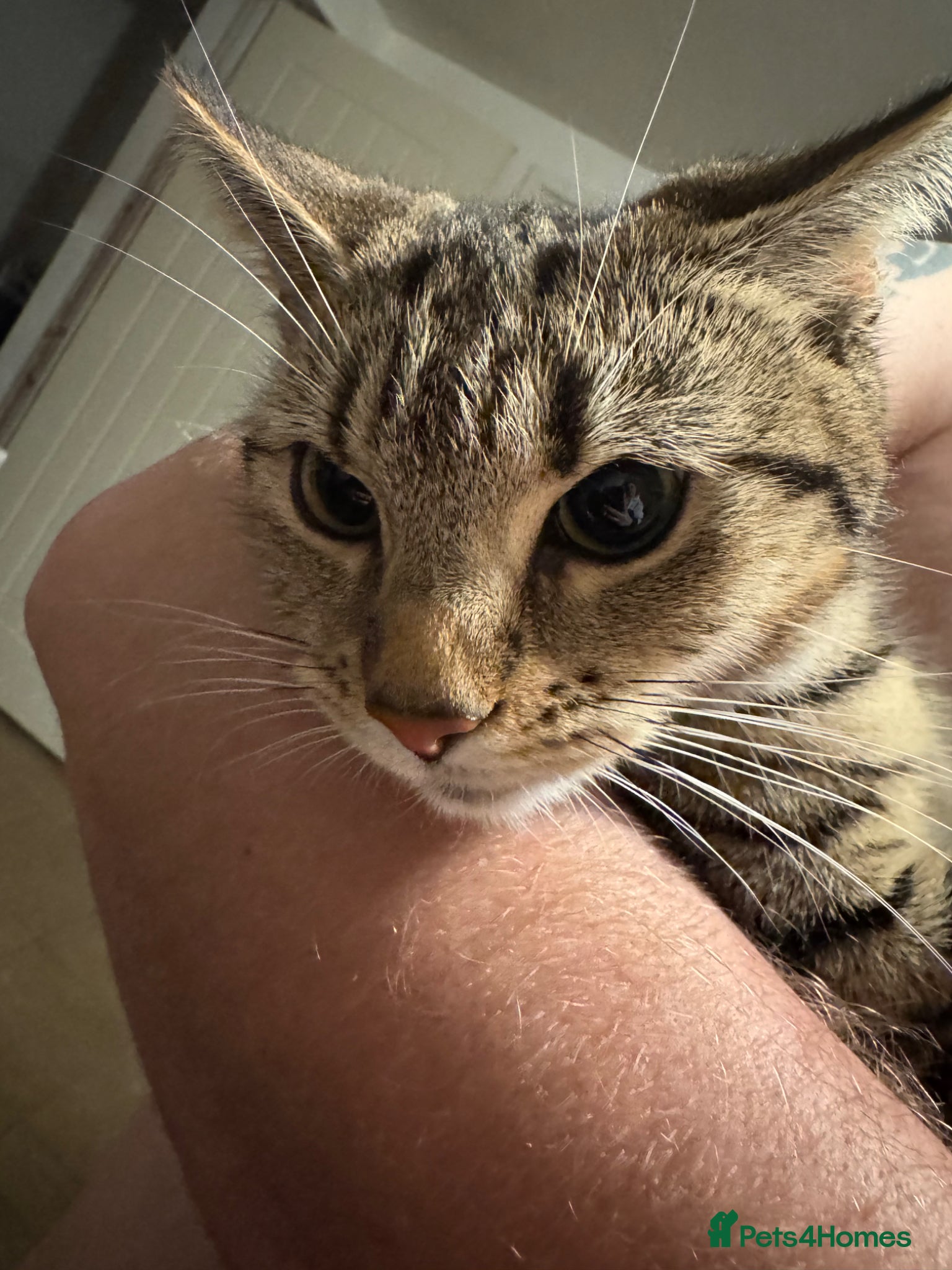 Mixed Breed cats Free to a living home , two female cats  - Advert 1