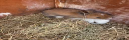 Mini Lion Lop rabbits for sale: Mini lion lops  - Advert 4