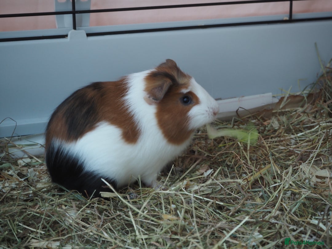 Guinea Pig rodents for sale: 3 Male Guinea Pigs - ready soon - Advert 6