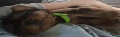 Yorkshire Terrier 3
