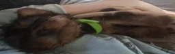 Yorkshire Terrier dogs for sale: Yorkshire terrier puppies for sale  - Advert 6
