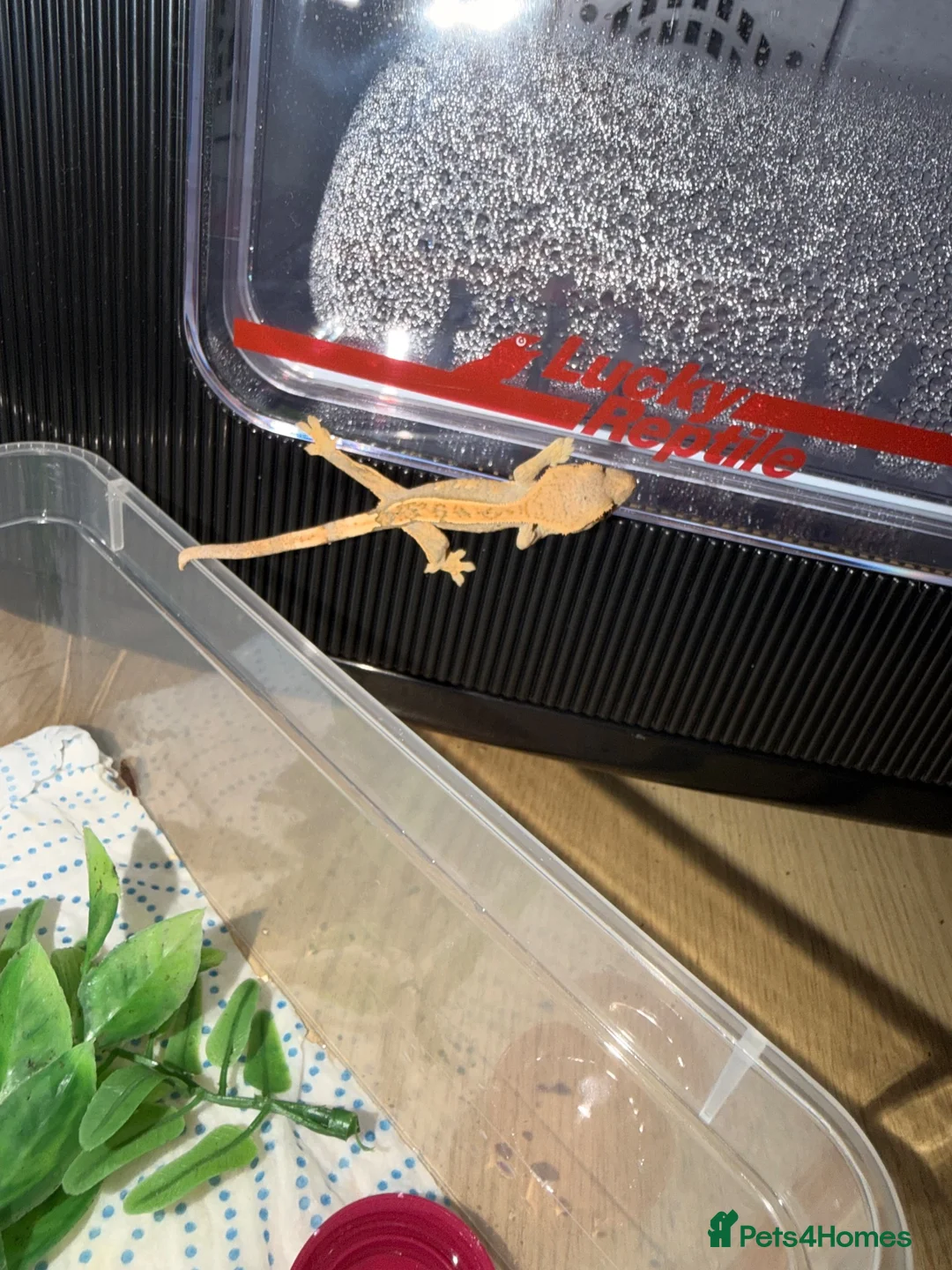 Gecko reptiles for sale: Crested gecko baby’s  - Advert 2