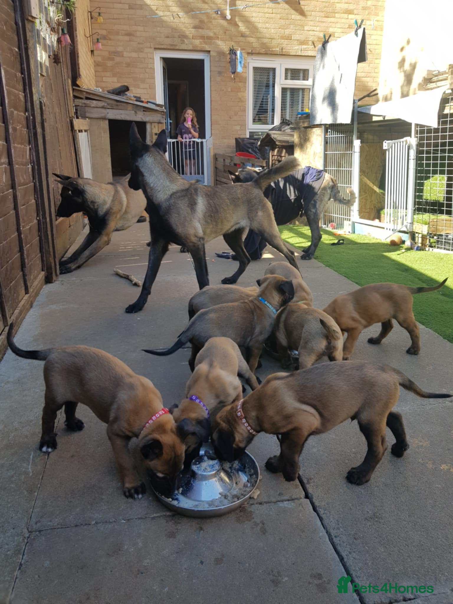 Belgian Shepherd Dog dogs Malinois! 5generation.ready soon - Advert 1
