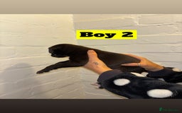 Mixed Breed dogs for sale: Beautiful Border collie/kelpie X staff cross pups - Image 4