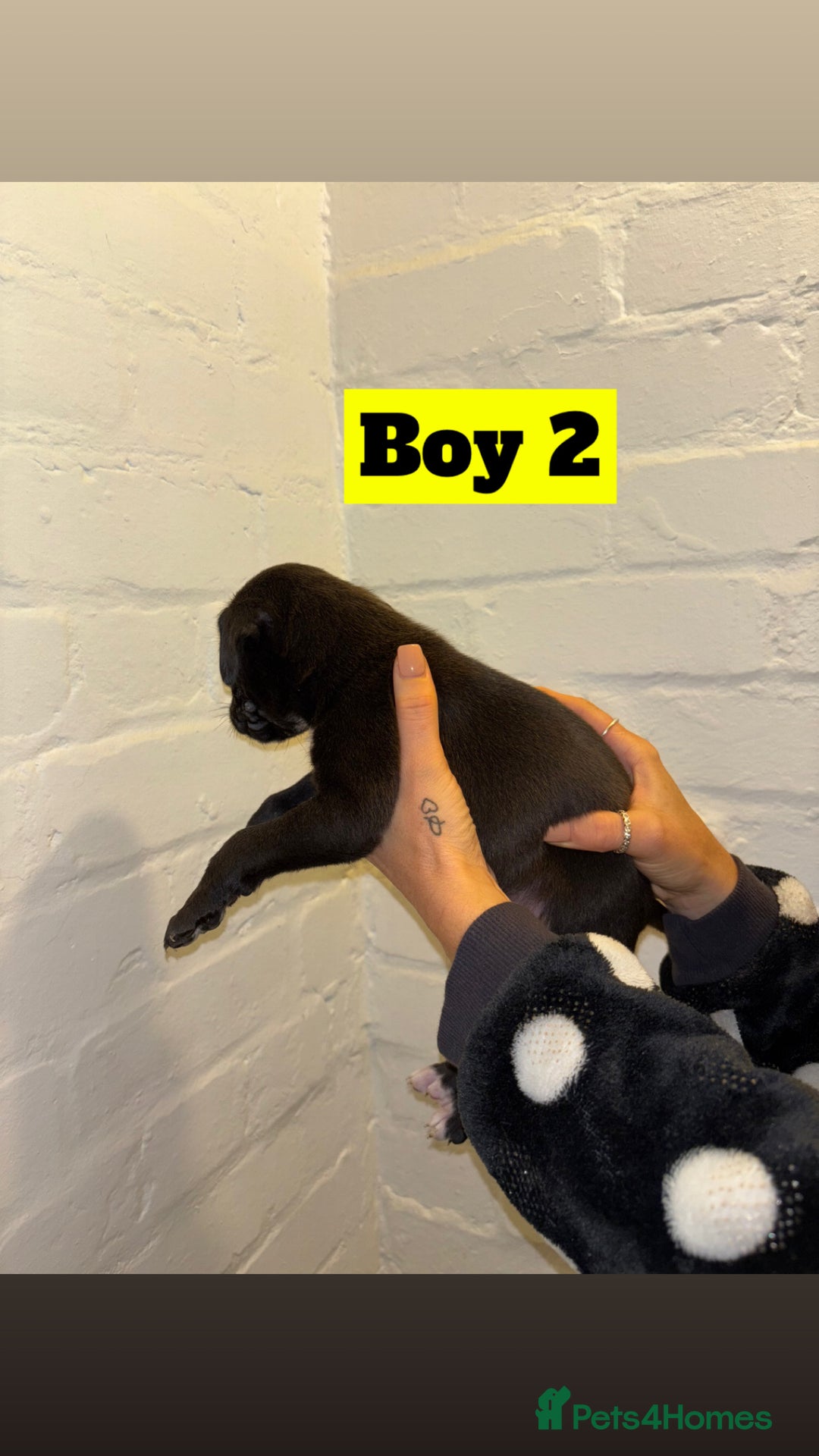 Mixed Breed dogs for sale: Beautiful Border collie/kelpie X staff cross pups - Image 4