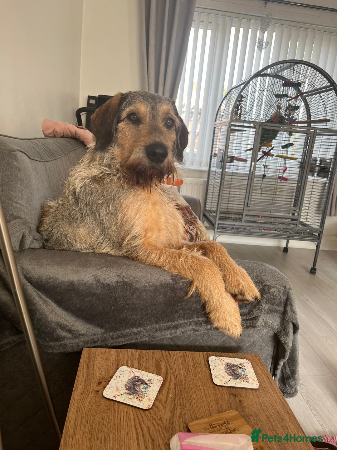 Mixed Breed dogs for sale: Looking for 5⭐️ home  - Image 2