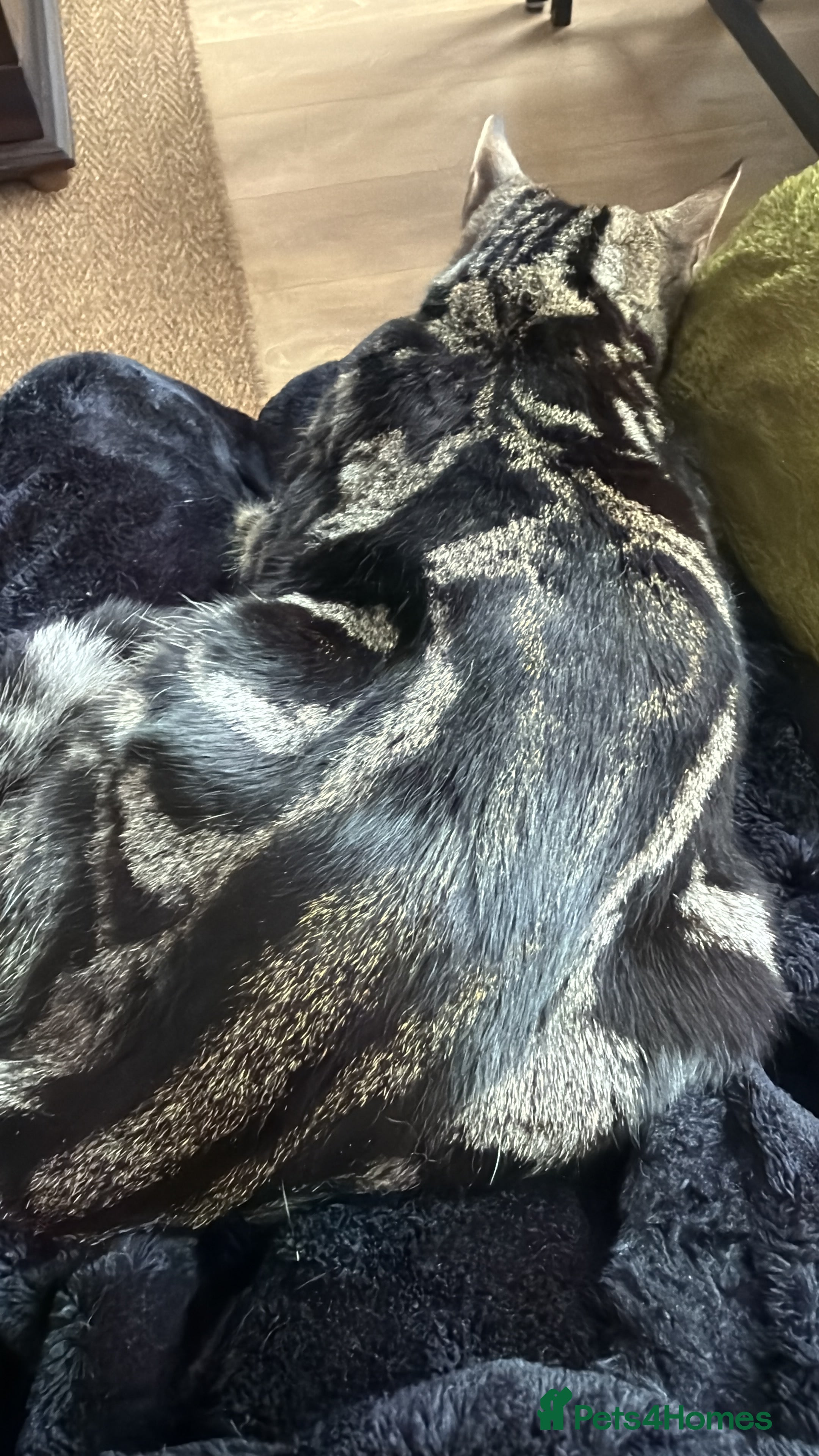 British Shorthair cats The most loving and affectionate baby  - Advert 1