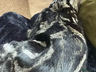 British Shorthair cats The most loving and affectionate baby - Advert 1