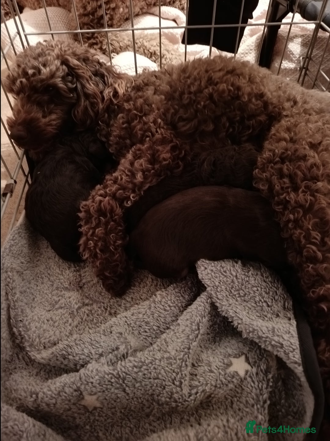 Labradoodle dogs for sale: Mini Labradoodles  - Image 3