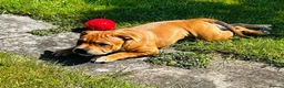 Staffordshire Bull Terrier dogs for sale: 6 month old beautiful female red staffy - Advert 5