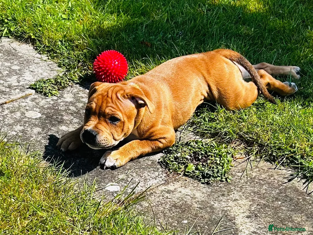 Staffordshire Bull Terrier dogs for sale: 6 month old beautiful female red staffy - Advert 5
