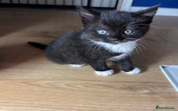 European cats for sale: Kitten  - Image 6