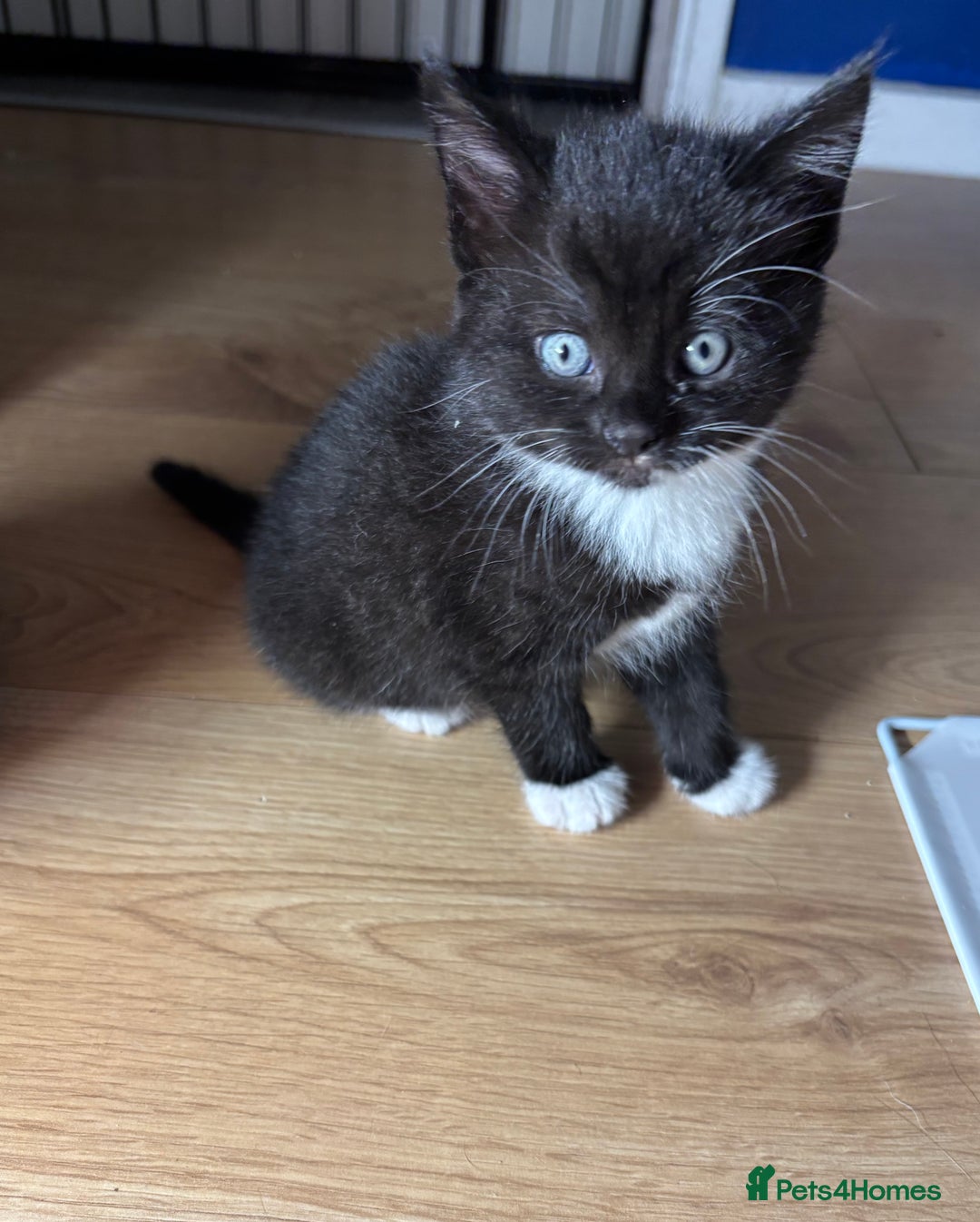European cats for sale: Kitten  - Image 6