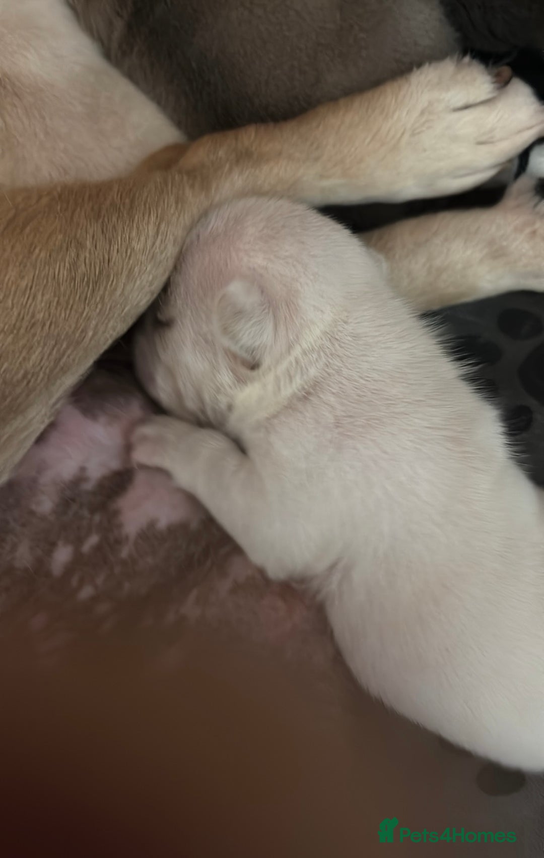 French Bulldog dogs for sale: Female French bulldog  - Advert 3