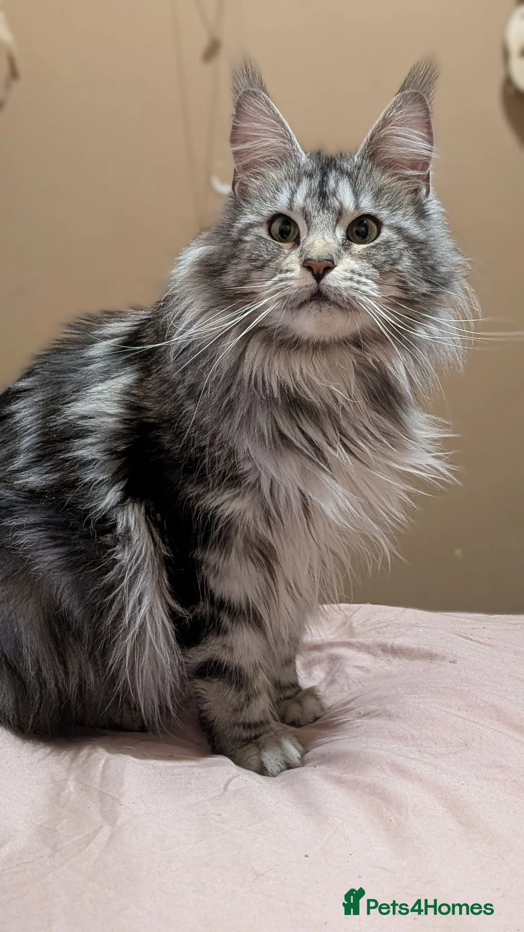 Maine Coon cats for sale: Maine coon kittens ready to leave now - Advert 2