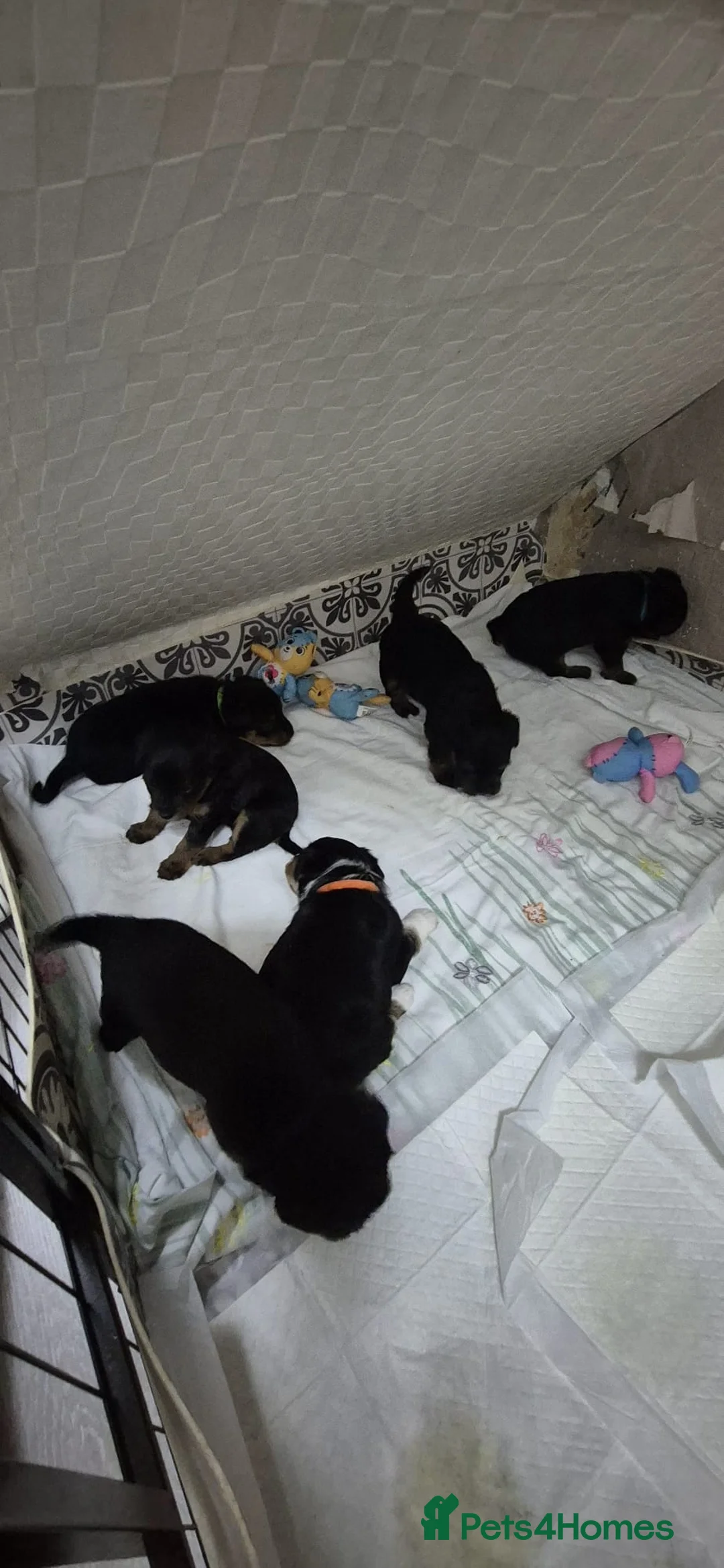 Mixed Breed dogs for sale: Yorkshire terrier mix brider - Advert 21