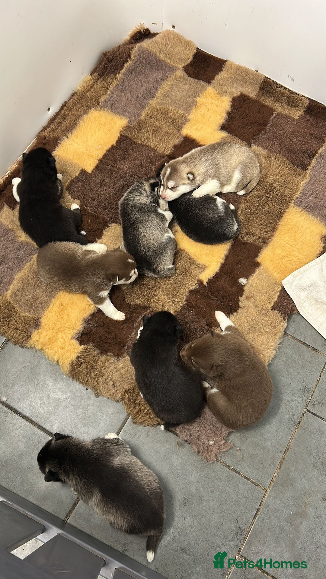 Siberian Husky dogs for sale: KC Lovingly Raised Siberian Husky Puppies - Image 8