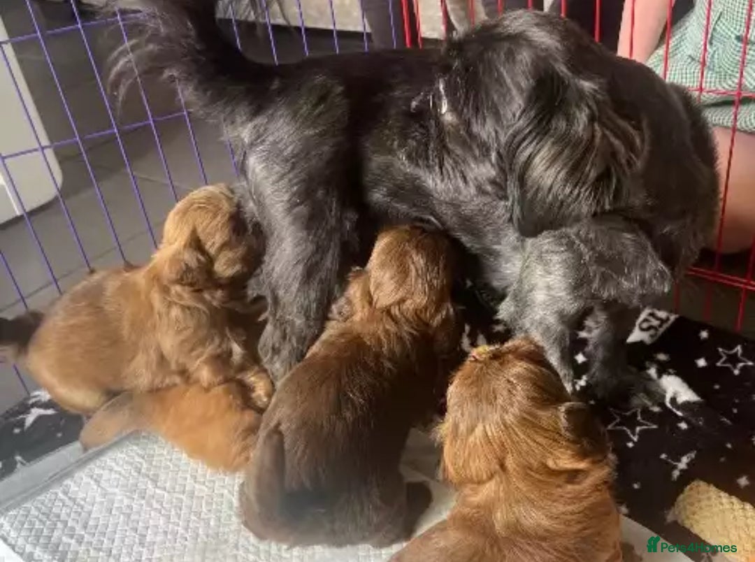 Shih Tzu dogs for sale: Chocolate Shihtzu Female - Image 2