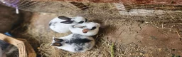 Mixed Breed rabbits for sale: They are very friendly family 🥰 - Advert 17