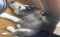 Siberian Husky dogs for sale: Lovely husky puppies, ready for new homes on 25/8 - Image 23