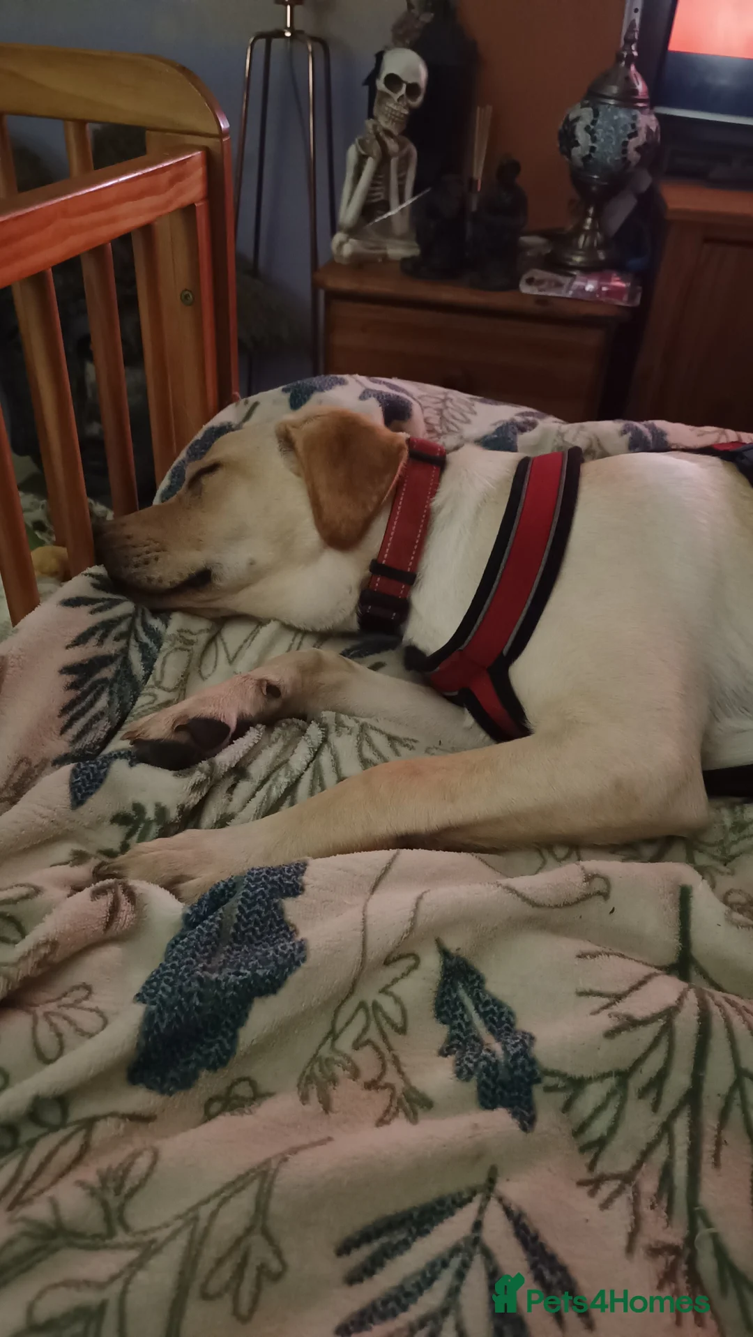 Labrador Retriever dogs for sale: Honey in Newbury - Advert 4