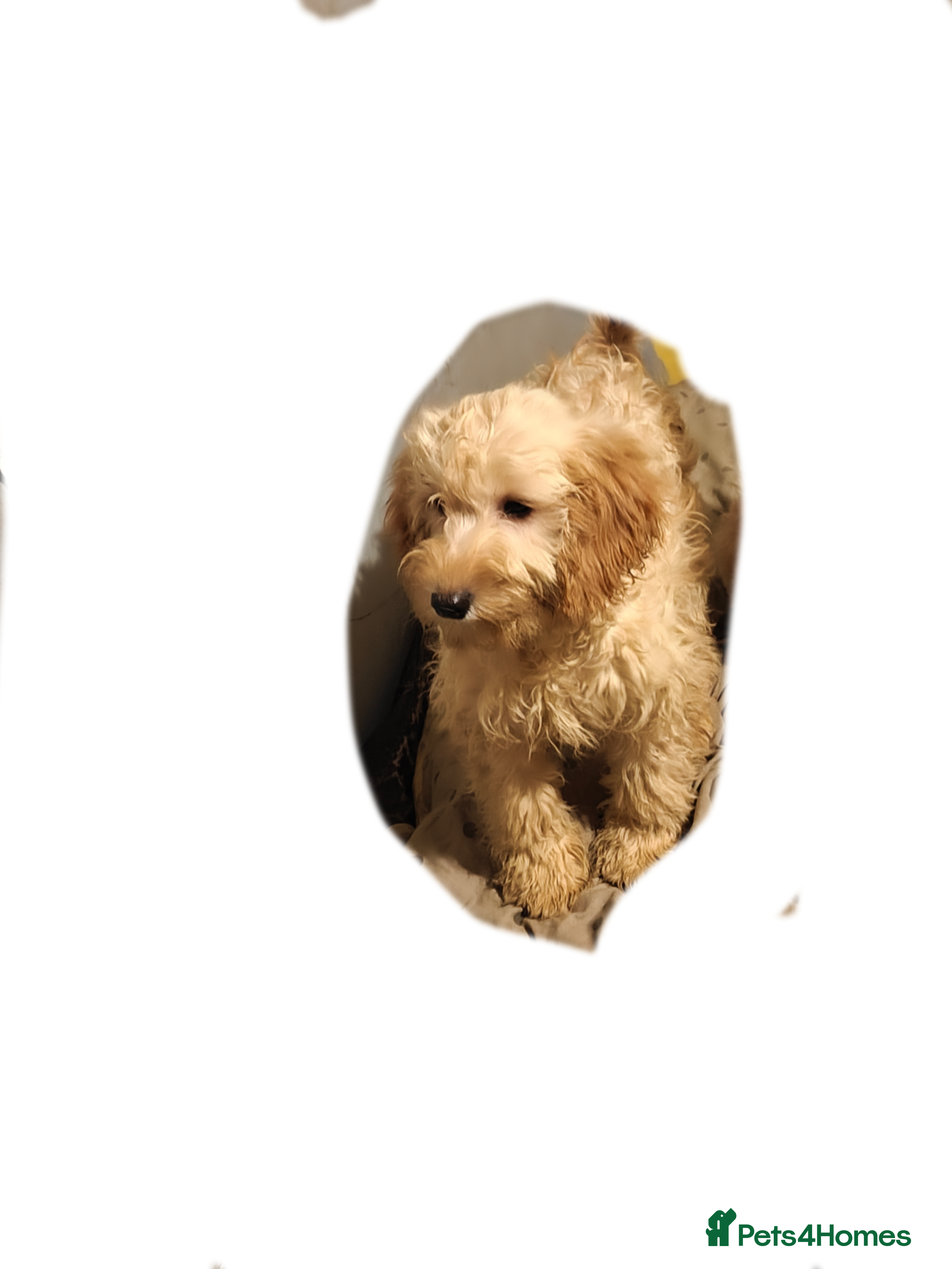 Cockapoo dogs F3 cockapoo puppies - Advert 1