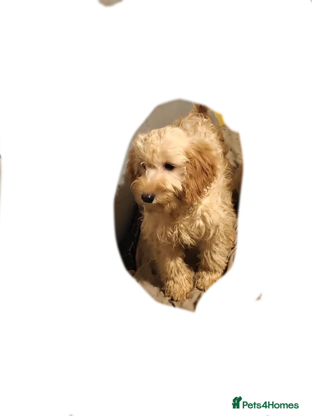 Cockapoo dogs for sale: F3 cockapoo puppies - Advert 1