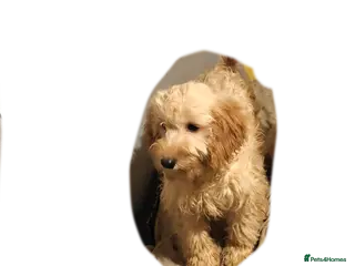 Cockapoo dogs F3 cockapoo puppies - Advert 1