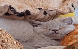 British Shorthair cats for sale: British Blue Short-hair 4 kittens for sale  - Image 6